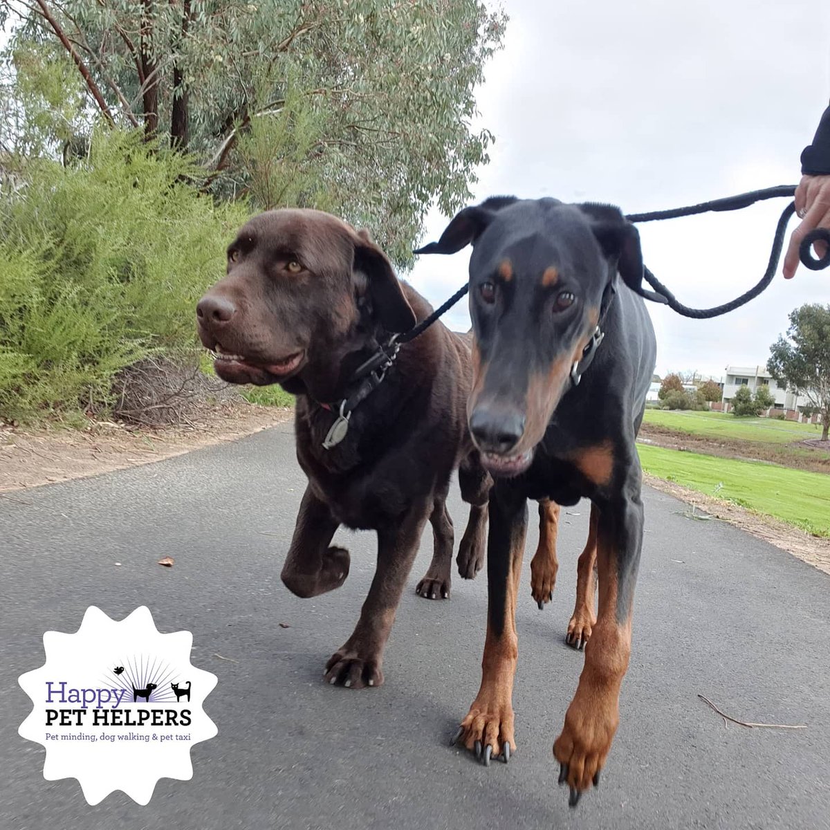 HappyPetHelpers's tweet photo. Out of the gate and off for an Adventure!!
How exciting, these guys think so 💓🐕🐾 #dogwalk #dogwalker #dogsa #smallbusiness #HappyPetHelpers #dogsofadelaide #Adelaide #doberman #dobie #Whippet #puppy #Westie #chocolatelabrador https://t.co/BdNQMq9vdt
