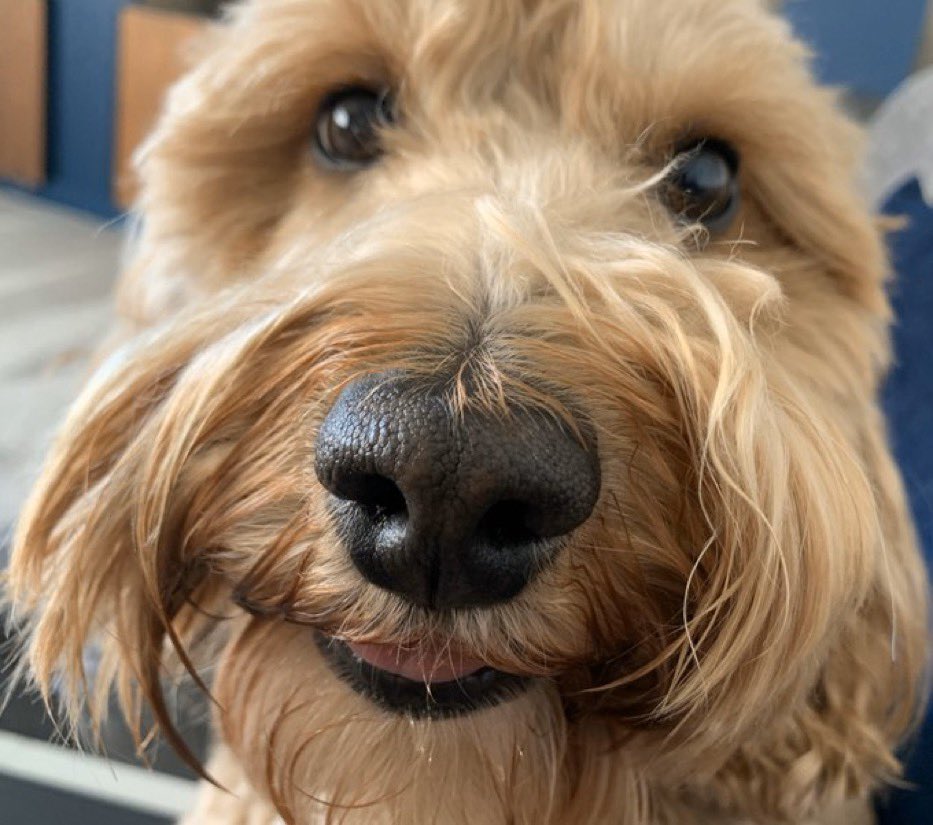 tedbites tweet picture