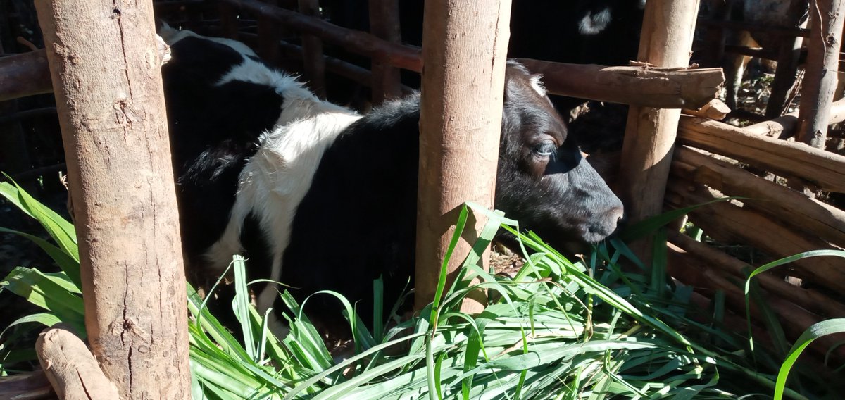 MusanzeRadio's tweet photo. Kalisa Evariste, umuhinzi w'amatunda mu murenge wa #Bungwe @BureraDistrict ahamya ko yiteje imbere abikesha ubu buhinzi. Byibura ku mwaka bumuha miliyoni 4 @RwandaAgri @rbarwanda @Radiorwanda_RBA https://t.co/7KtdCS4efJ