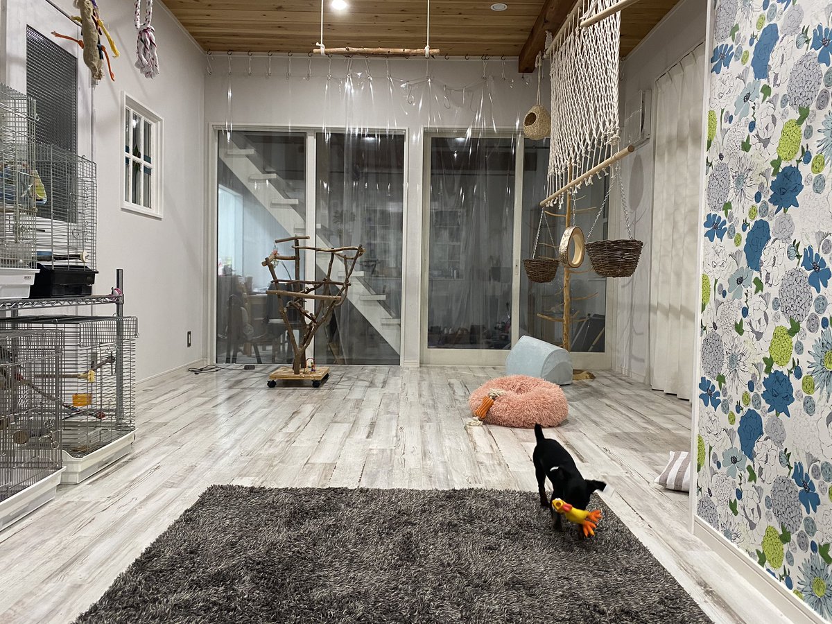 تويتر プチブラバンソンのエルマー على تويتر エルマーと鳥たちのためのお部屋 プチブラバンソン 鳥部屋 エルマー T Co Dcravrkjcd تويتر プチブラバンソンのエルマー على تويتر エルマーと鳥たちのためのお部屋 プチブラバンソン 鳥部屋 エルマー T Co Dcravrkjcd