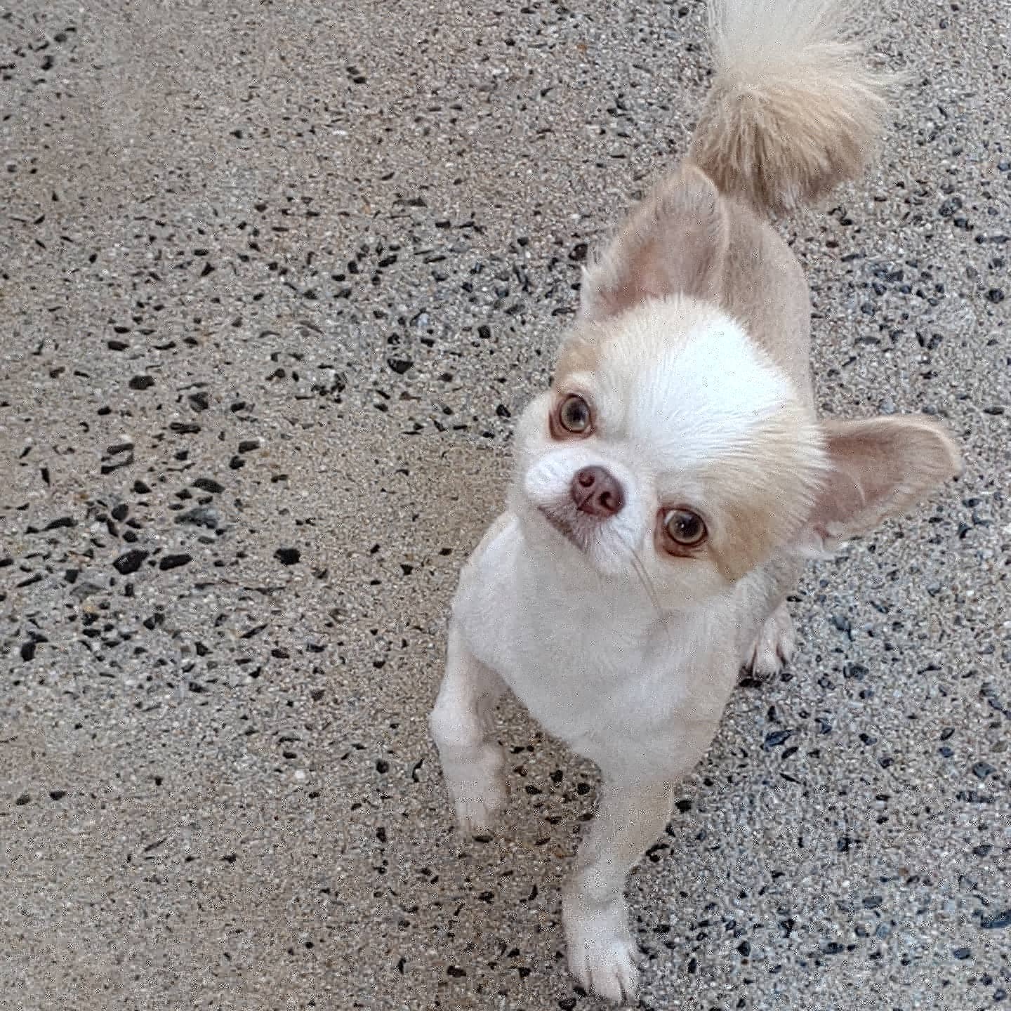 チワワ専門犬舎姫ハウス チワワ専門犬舎 姫ハウス サマーカット始まってま す 元の姿はインスタ姫ハウスみてね 可愛いチワワを福岡県飯塚市で 自家繁殖してます 成犬チワワも販売中です チワワ チワワブリーダー 福岡県 飯塚市 インスタみてね 姫