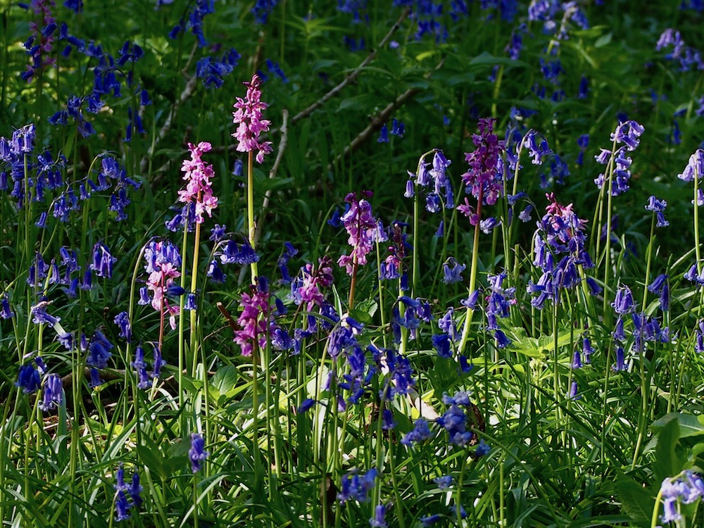 The beautiful bluebells and early purple orchids in the woods have faded for another year but the chalk downland SSSI at Bepton is sending up relays of different orchids and other wildflowers together with insects....  The show goes on.