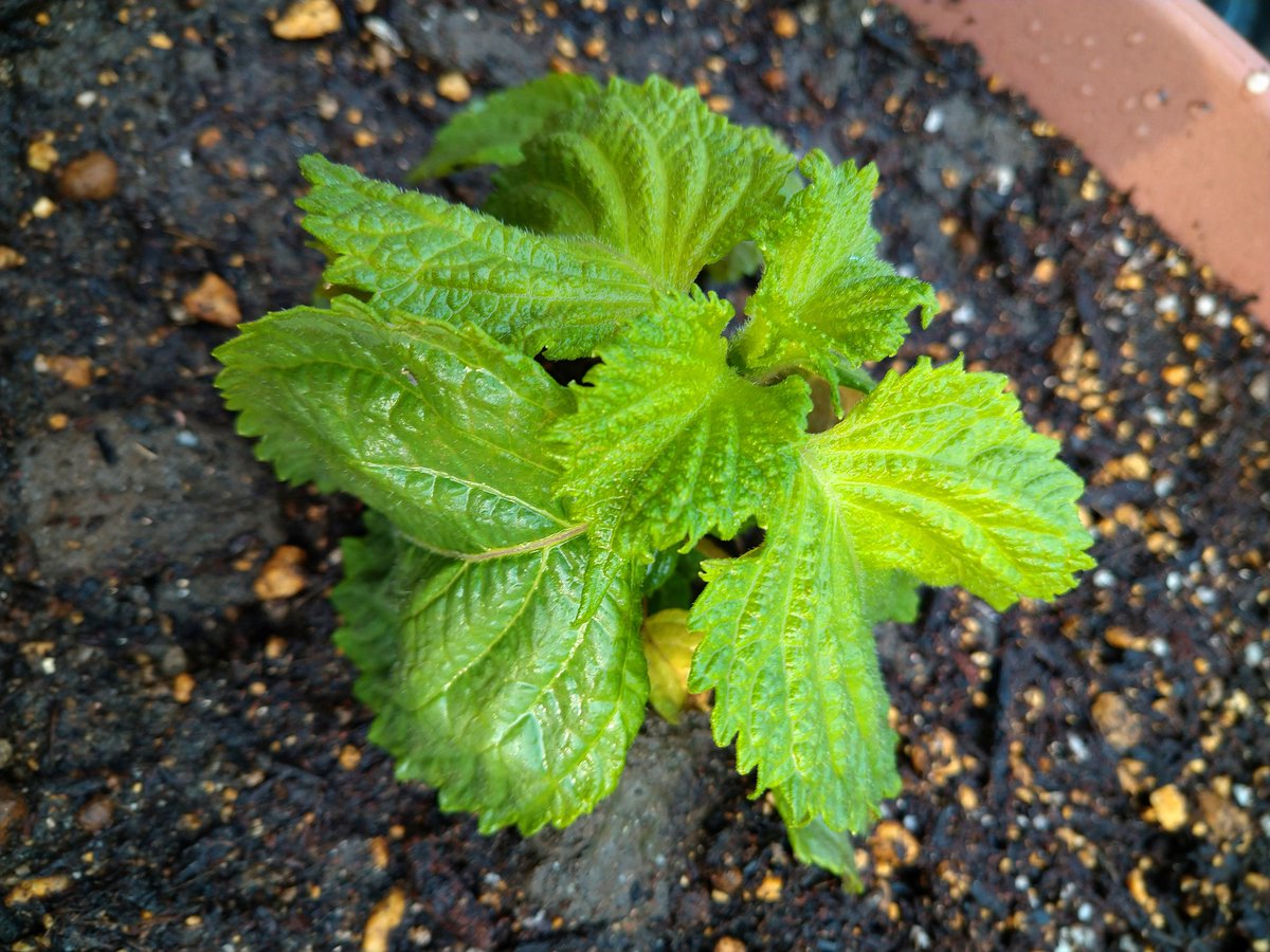 まんぷく 今日から紫蘇を育ててみる 夏には大活躍してくれるはず どこまで伸びるのか楽しみ うまぁぁぁそう 家庭菜園 紫蘇 大葉 植木鉢 薬味 夏の名脇役 すでに虫がついてる 大葉としその違いがわからん 素麺食べたい