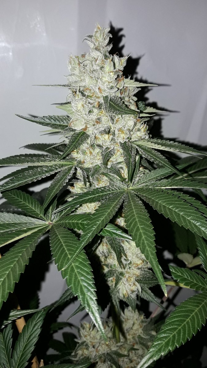 Weed Día Verde Mundo, el Sol luce en lo Alto, #GoldWave, #Mavericks y #WildWave #NuevosProyectos de <a href="/GreenbudSeeds/">Greenbud Seeds</a> #AdrycsCove 65 Día de #Flor,
Mi Hada, @GiftsGreenwood, <a href="/HempCropEs/">HempCrop</a>, el #AdrycManëllsonTesterTeam y yo, #SailingTheGreenSea Os Deseamos Sea todo Feliz y Alegría..🧚‍♂️😎