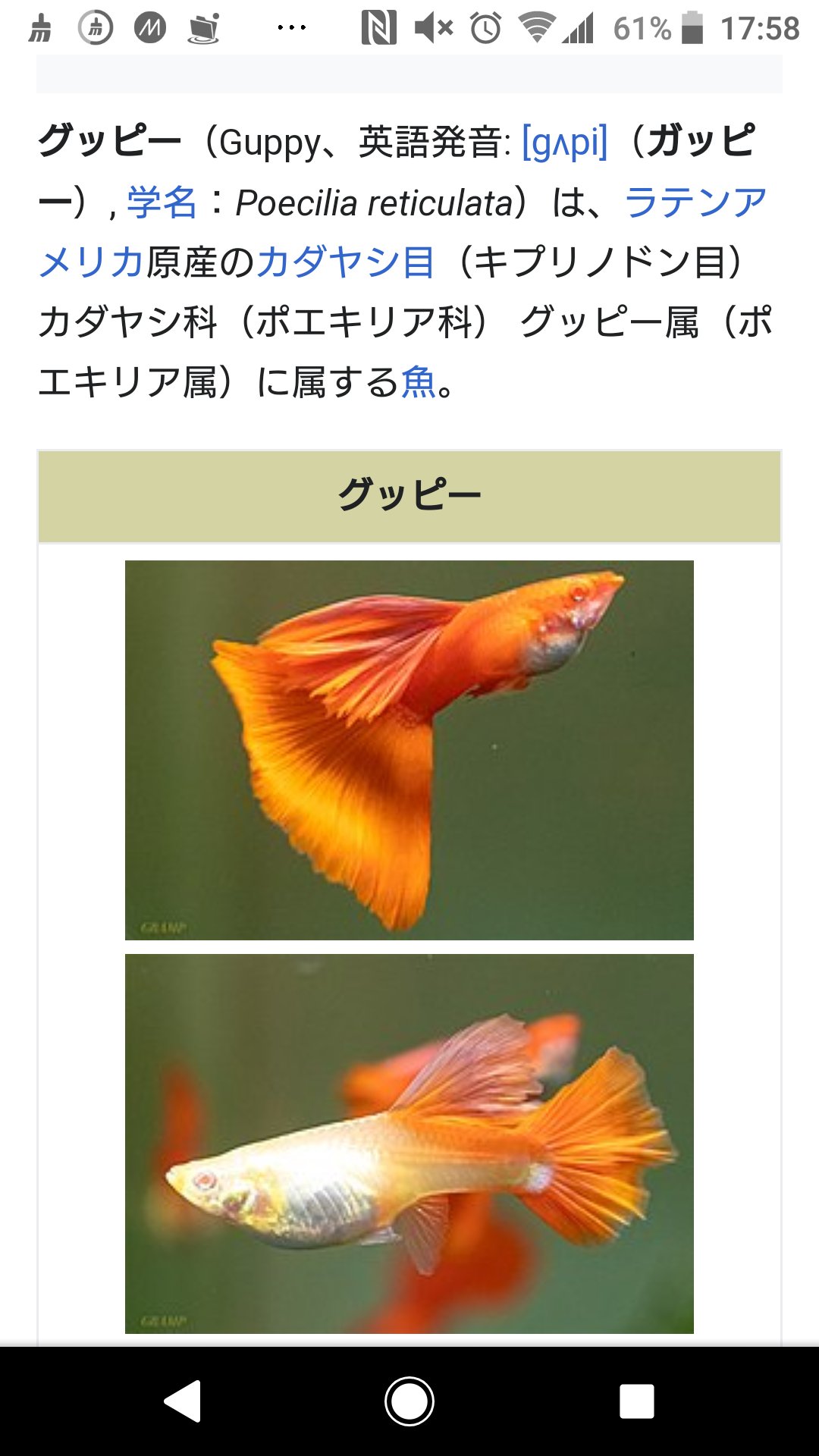 凛紅 Cool 得 Tossin A 熱帯魚の1種 温度差でグッピーが死ぬ は調べてもらえれば出るかな T Co Un5lmhnufi Twitter