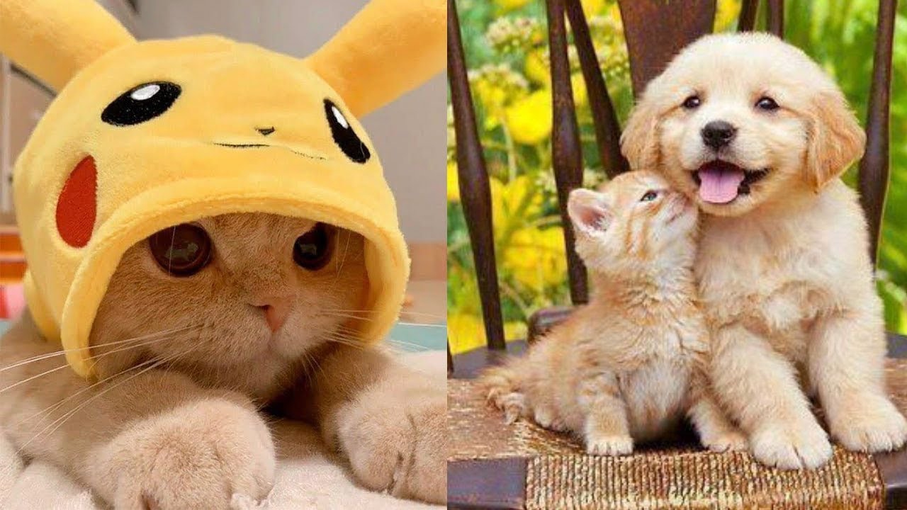 ❛ cute cat  Cute cats and dogs, Cute baby cats, Baby cats