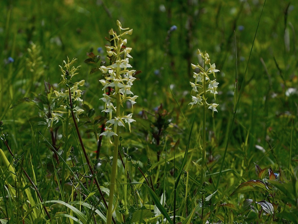 Group of Greater Butterfly Orchids