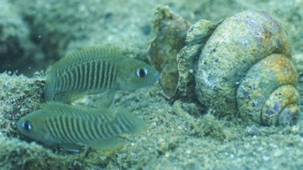 Wondering how picky a tiny shell_dwelling cichlid fish can be about its home?  Have a look at this cool paper from @jordanlabmpi. royalsocietypublishing.org/doi/10.1098/rs…
