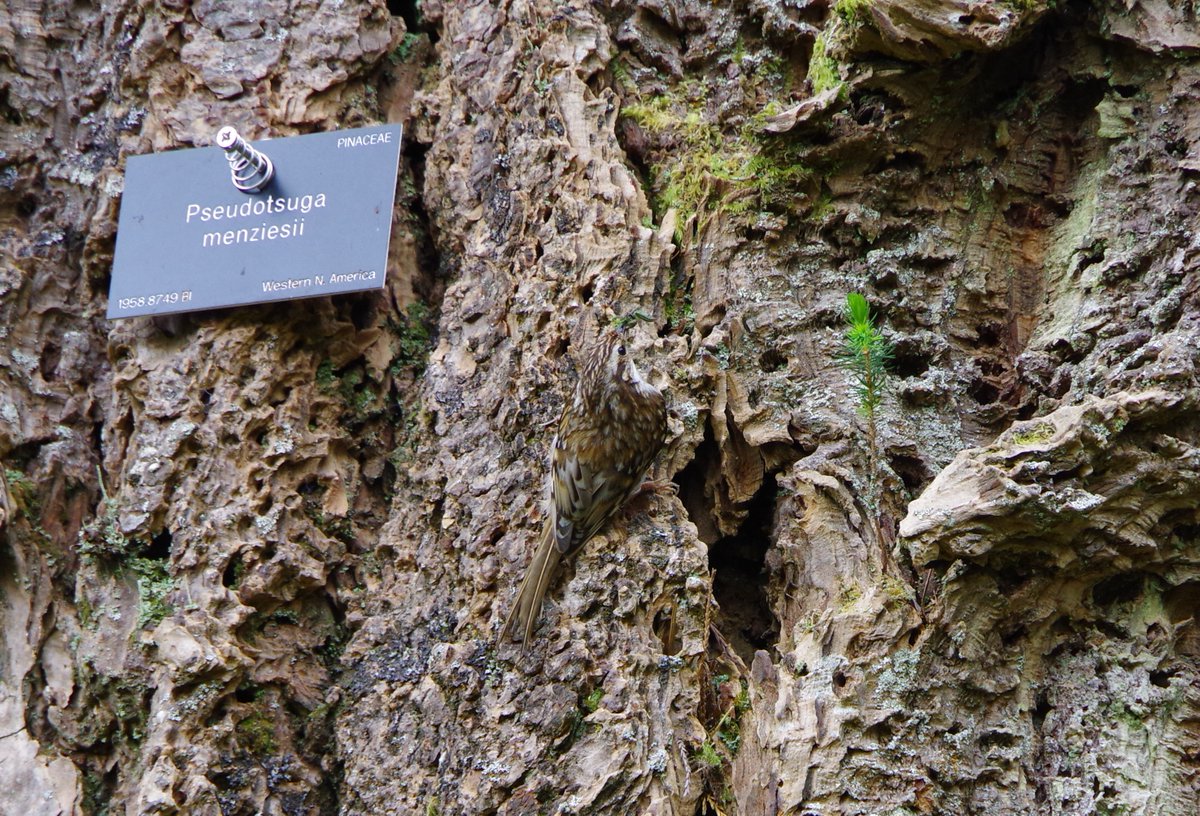 Against the bark of non-native Douglas Fir, <a href="/BenmoreBotGdn/">Benmore Botanic Garden</a> our jaunty little tree creepers are marvellously camouflaged. Here, a parent delivers a nourishing mouthful to their young, safe below the tree's sheltering armour <a href="/TheBotanics/">Royal Botanic Garden Edinburgh</a> <a href="/argyllholiday/">Argyll Self Catering Holidays</a> #treecreeper #virtualspring