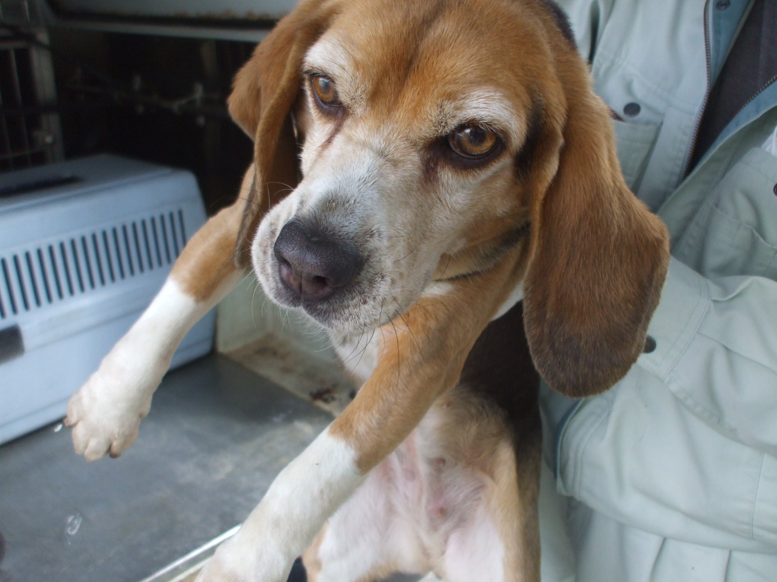 Japanesemichael Jackson 滋賀県動物保護管理協会 迷子犬 性別 女 年齢推定 中齢 犬種 ビーグル 体格 中 毛色 茶白黒 収容月日 5 19 保護場所 日野町内池 赤色革製首輪 ピンク色ビニール製首輪 迷子犬 滋賀県 蒲生郡 日野町 内池 Japanesemichael Jackson 滋賀県動物保護管理協会 迷子犬 性別 女 年齢推定 中齢 犬種 ビーグル 体格 中 毛色 茶白黒 収容月日 5 19 保護場所 日野町内池 赤色革製首輪 ピンク色ビニール製首輪 迷子犬 滋賀県 蒲生郡 日野町 内池