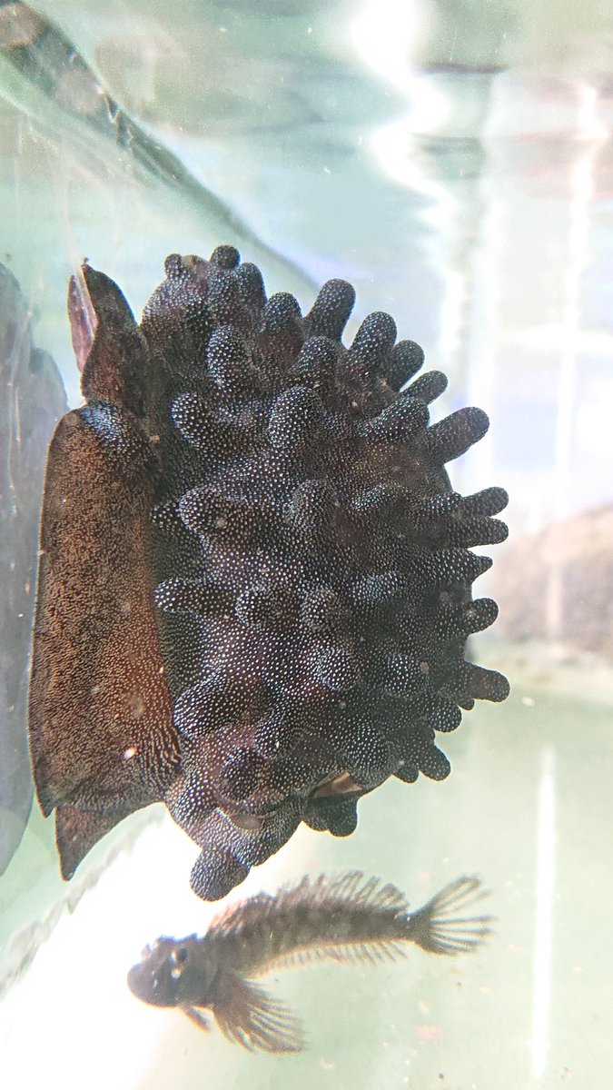 タカラガイ、貝殻、カネツケダカラ Yahoo!オークション - 貝 貝殻 標本 タカラガイ 宝貝ホシキヌタ