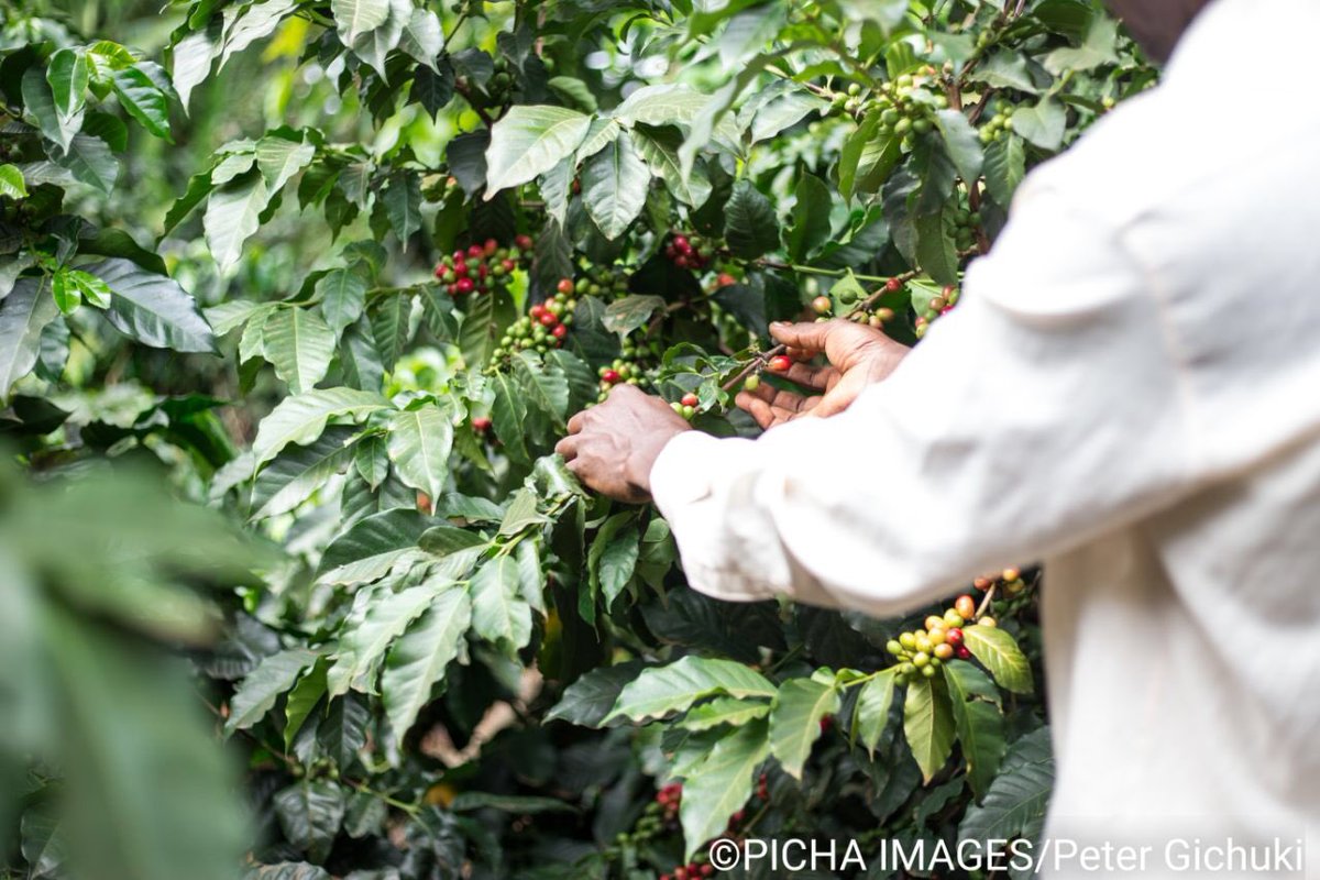 Picha_Images's tweet photo. By @petertwin_ Coffee. We would probably go nuts without it. 4 fun facts about #coffee.
—Coffee was discovered by a goat herder
—Coffee is a fruit
—The most expensive coffee is made by cat poop
—Coffee is the world’s 2nd largest traded commodity.
#stockphotography #PichaImages https://t.co/VpTJMpsJZh