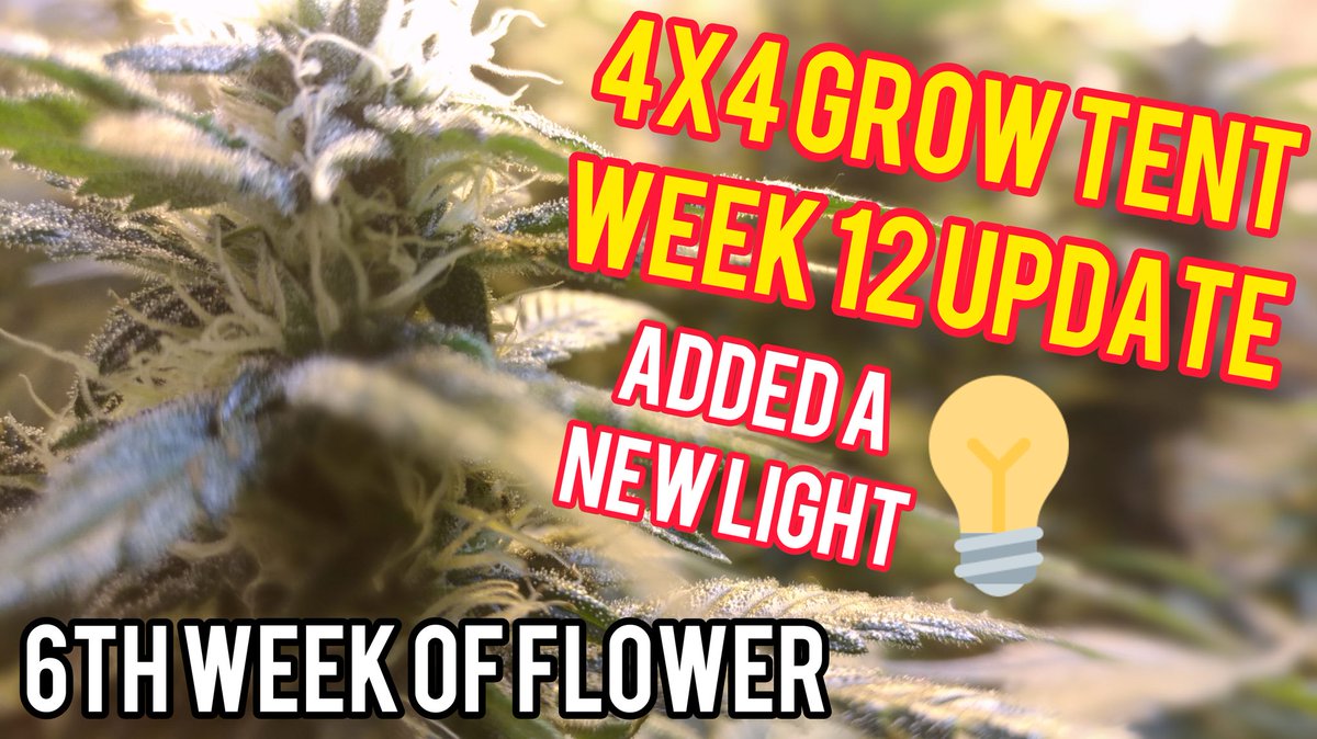 Week 12: 4x4 Cannabis Grow Tent
Check it out in the link below ⬇️
youtu.be/dnY4XBe9H0s