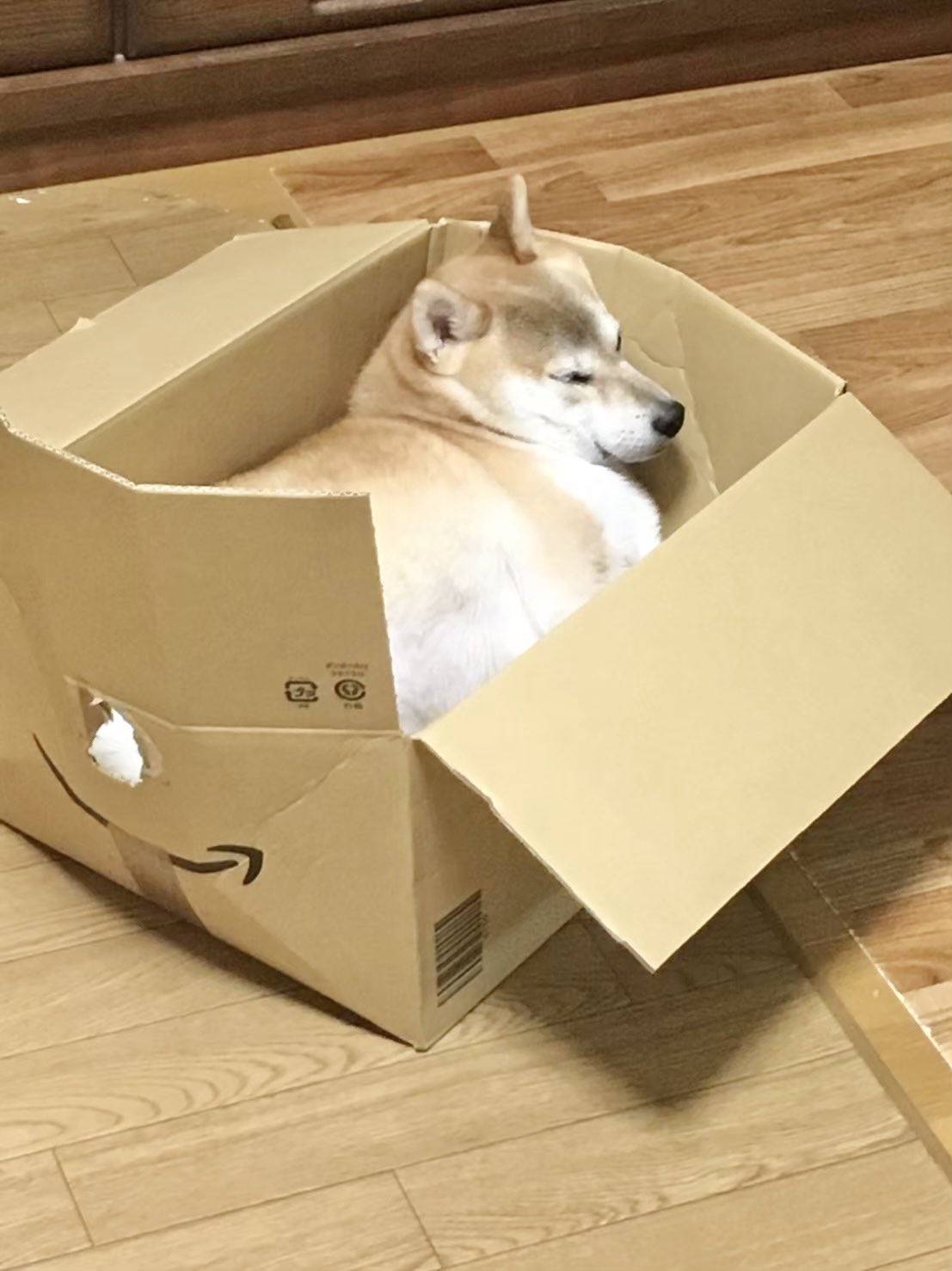 段ボール大好き犬 Twitter Search Twitter