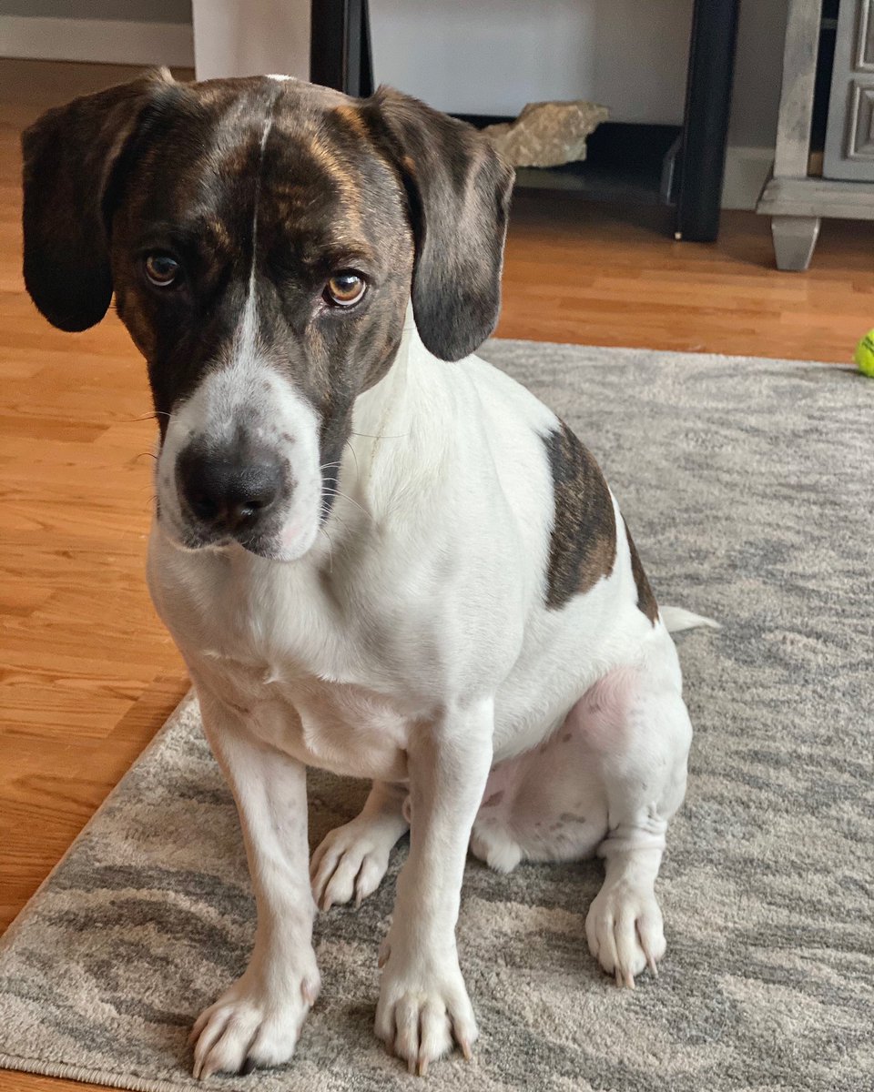 HobbsBehrouzi's tweet photo. Sorry I'm late to the pooch party!!! But Calvin and I had a great day celebrating the people who made a difference in his life! Thank you to everyone who showed him some love in some way! 🐶🤗 #NationalRescueDogDay #DogsOf54 #CalvinAndHobbs https://t.co/XMdLCUYRJD