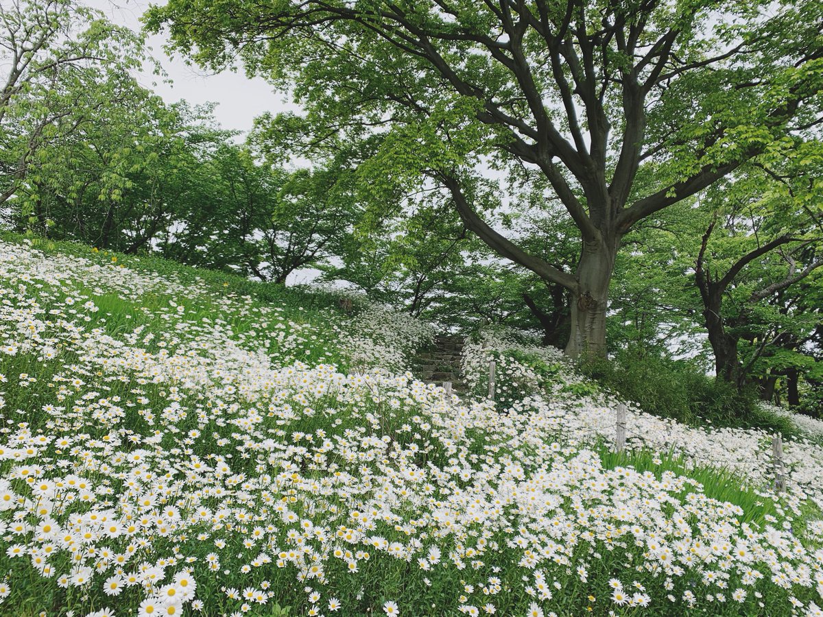 図書館までの道が夢 あの世 綺麗で幻想的な道に感動 話題の画像プラス