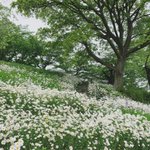 図書館までの道が夢？あの世？綺麗で幻想的な道に感動!