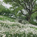 図書館までの道が夢？あの世？綺麗で幻想的な道に感動!