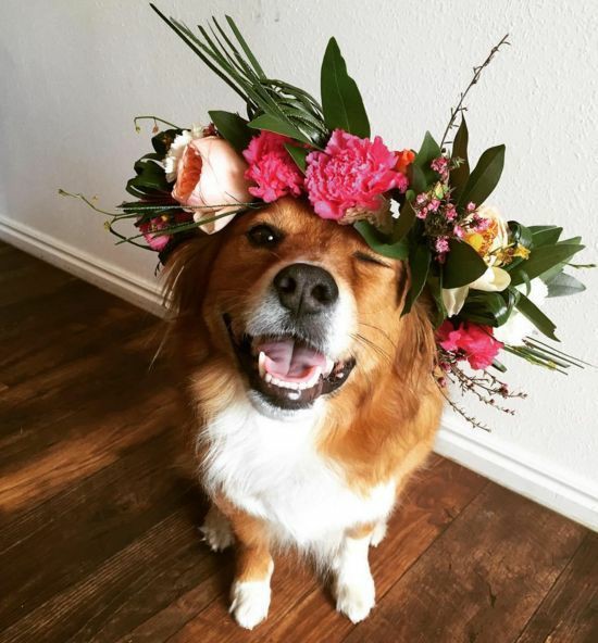 ᴄʜʟᴏᴇ ʙᴇɴɴᴇᴛ ᴀs ᴄᴜᴛᴇ ᴀɴɪᴍᴀʟs;; ᴀ ᴛʜʀᴇᴀᴅ