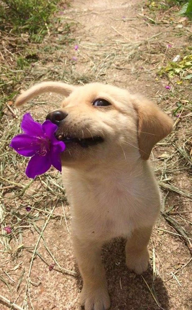 ᴄʜʟᴏᴇ ʙᴇɴɴᴇᴛ ᴀs ᴄᴜᴛᴇ ᴀɴɪᴍᴀʟs;; ᴀ ᴛʜʀᴇᴀᴅ