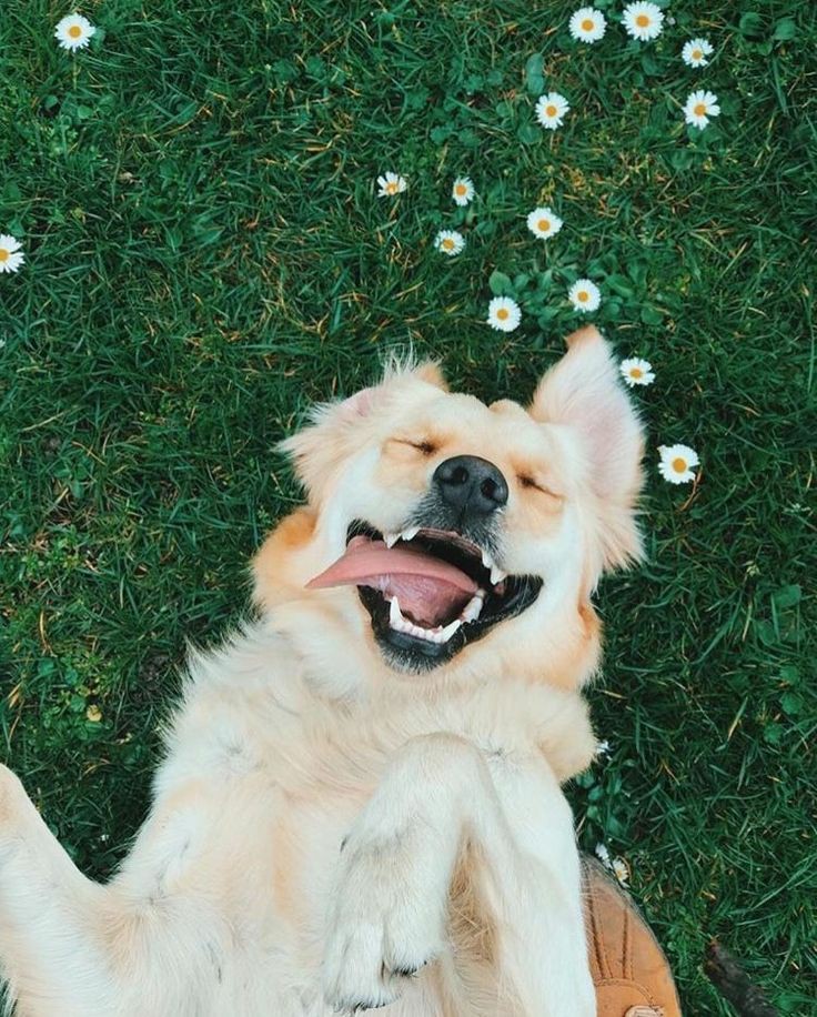 ᴄʜʟᴏᴇ ʙᴇɴɴᴇᴛ ᴀs ᴄᴜᴛᴇ ᴀɴɪᴍᴀʟs;; ᴀ ᴛʜʀᴇᴀᴅ