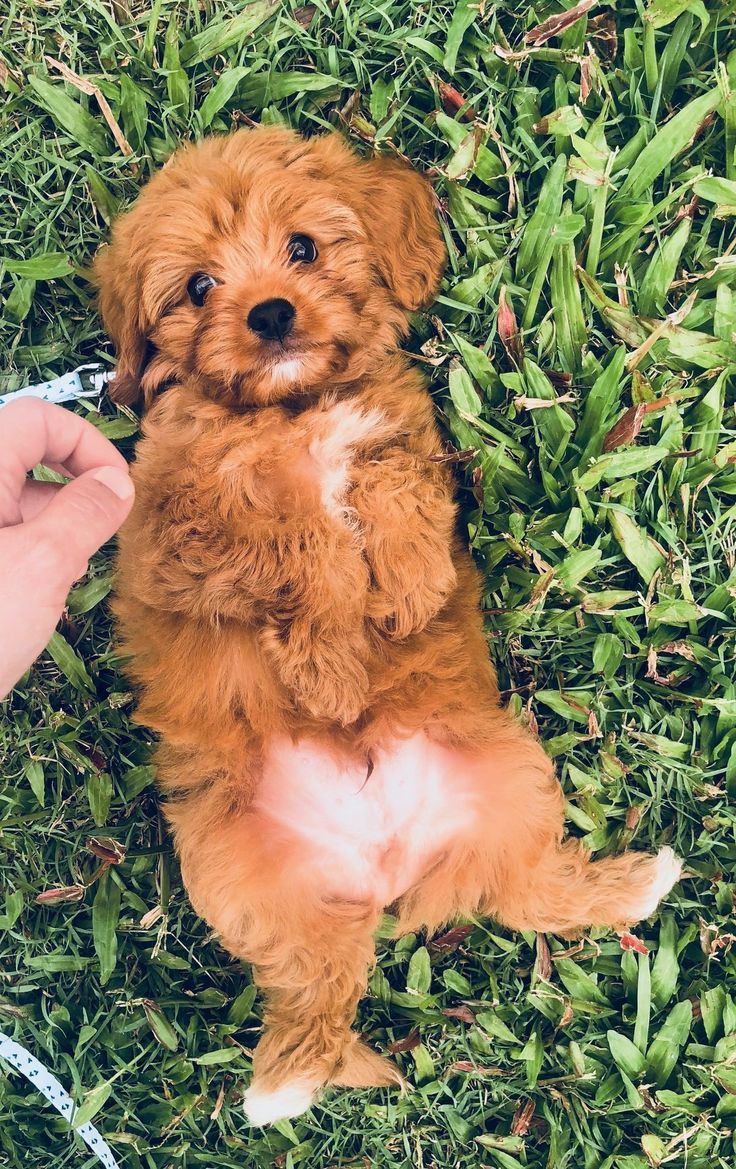 ᴄʜʟᴏᴇ ʙᴇɴɴᴇᴛ ᴀs ᴄᴜᴛᴇ ᴀɴɪᴍᴀʟs;; ᴀ ᴛʜʀᴇᴀᴅ