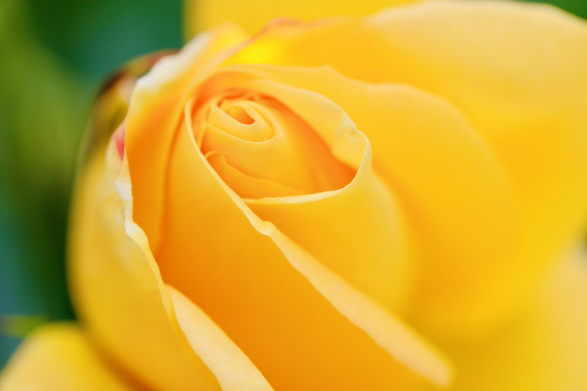 Andrewpayne5's tweet photo. A Bit of Sunshine ☀️ This lovely Yellow rose in bloom in our garden @BirdWoozy @LeonieMarieLock @embellishrelish @Courtyardmarke2  #sunshine #roses #yellow #feelgood #lockdown #salisbury #wiltshirelife #photooftheday https://t.co/LWqNYtVhtD