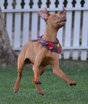 GldnMeadows's tweet photo. FREEZE...... Did you say ball!? Of course I want to chase my ball! https://t.co/aQiCjzzs99