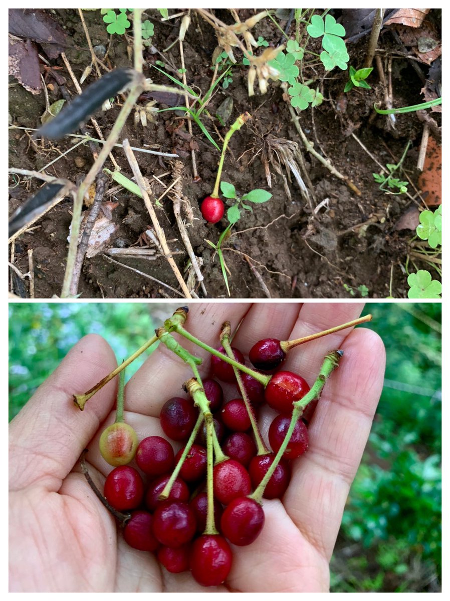 Inori على تويتر 崖に登るとソメイヨシノのサクランボが落ちていました こんなに可愛いものを拾って何もする事がないと苦しくなります 今年は茎つきが多かったので苦しまぎれに音符にしてみました そして今年もハート 土に の溝を掘ってからサクランボを置くと