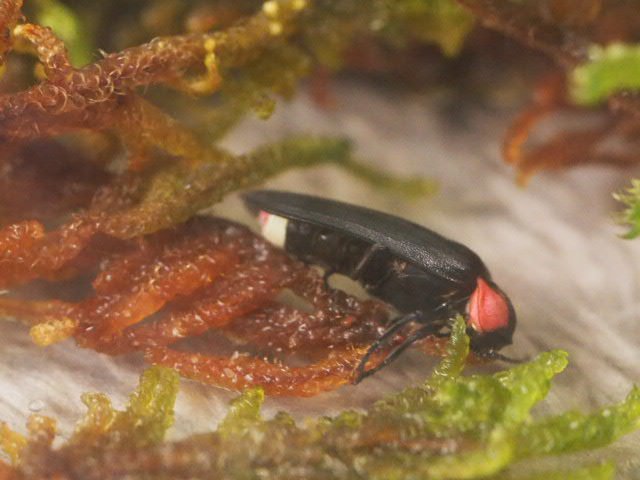 おうちで昆虫すごいぜ 再放送 再放送 おうちで昆虫すごいぜ