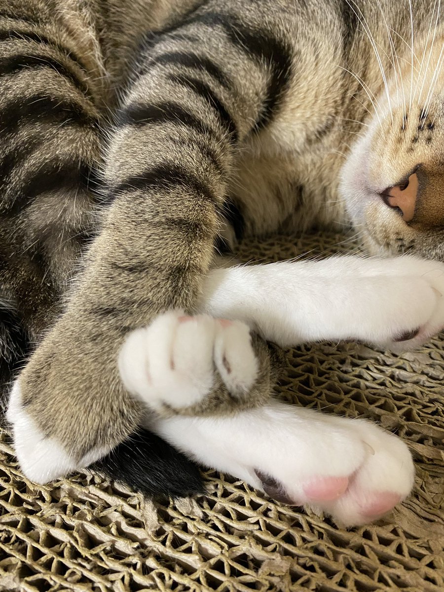 いちこ なんか手足が絡まってる 猫 ねこ 動物 ペット いちこ いちこチャンネル ルーティーン 癒し おもしろ 猫好きさんと繋がりたい 猫のいる生活