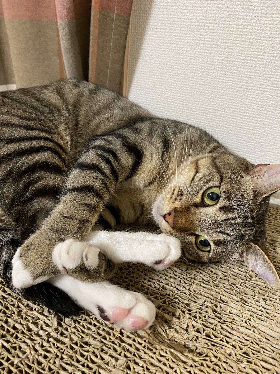 いちこ なんか手足が絡まってる 猫 ねこ 動物 ペット いちこ いちこチャンネル ルーティーン 癒し おもしろ 猫好きさんと繋がりたい 猫のいる生活 いちこ なんか手足が絡まってる 猫 ねこ 動物 ペット いちこ いちこチャンネル ルーティーン 癒し おもしろ 猫好きさんと繋がりたい 猫のいる生活