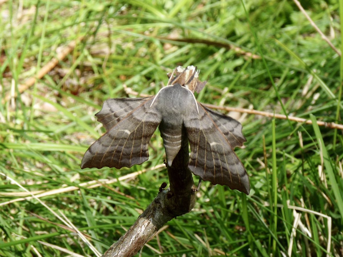 LancingJenny's tweet photo. Saw this newly emerged Poplar Hawk Moth at Bentley woods. Considering it was just there next to the path I should have got better photos than this, but hey 🤪😎 https://t.co/HzpSs5SbUE