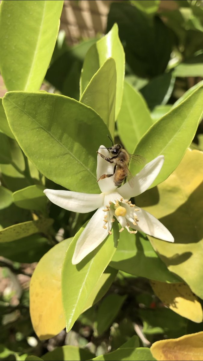 #Bee aware, it's #WorldBeeDay We all depend on the survival of the bees, but due to anthropogenic reasons, extinction rates are up to 1,000 times higher than normal. About 1/3 of the world’s crops rely on bees, so let's all work together to help save one of earth's most important