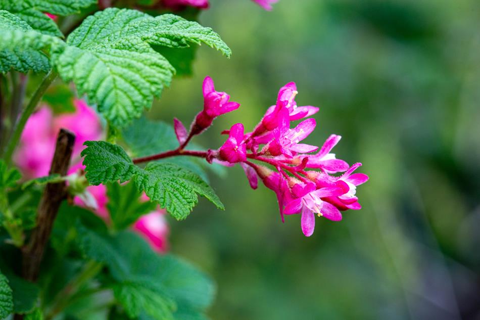 One of the plants we have in stock is the Red Flowering Currant. It is highly Sought after by hummingbirds and well liked by a variety of native bees! Easy to grow in a variety of conditions. Cant go wrong with a Red Flowering Currant!