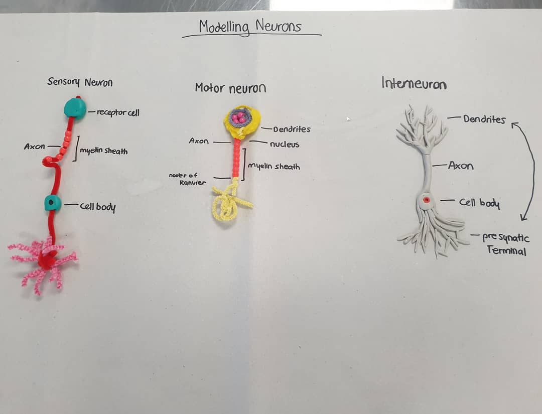 ComfortDisturb's tweet photo. Sanitise hands, model neurones, sanitise hands. Sneaking a rainy crafternoon in Year 11 Biology before the rest of the grades return next week. #biology #scients #QCAABiology https://t.co/tm9VdW7fyv