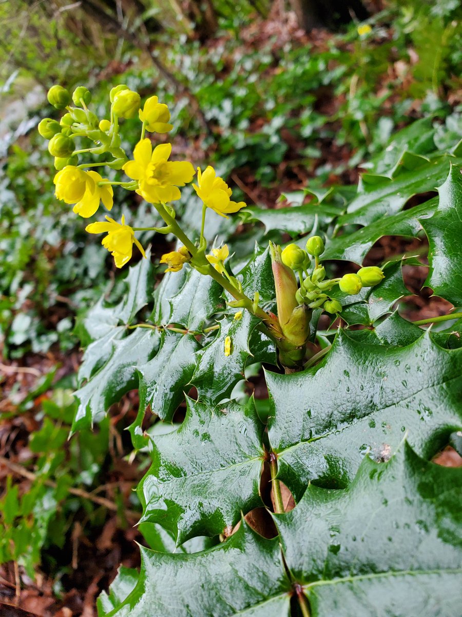 Oregon Grape is in stock! Beautiful evergreen foliage and yellow clusters of flowers sometimes blooming as early as February.  Great food plant for bumble bees and mason bees!  Also produces edible berries in the summer eaten by birds. It is a great alternative to English Holly!