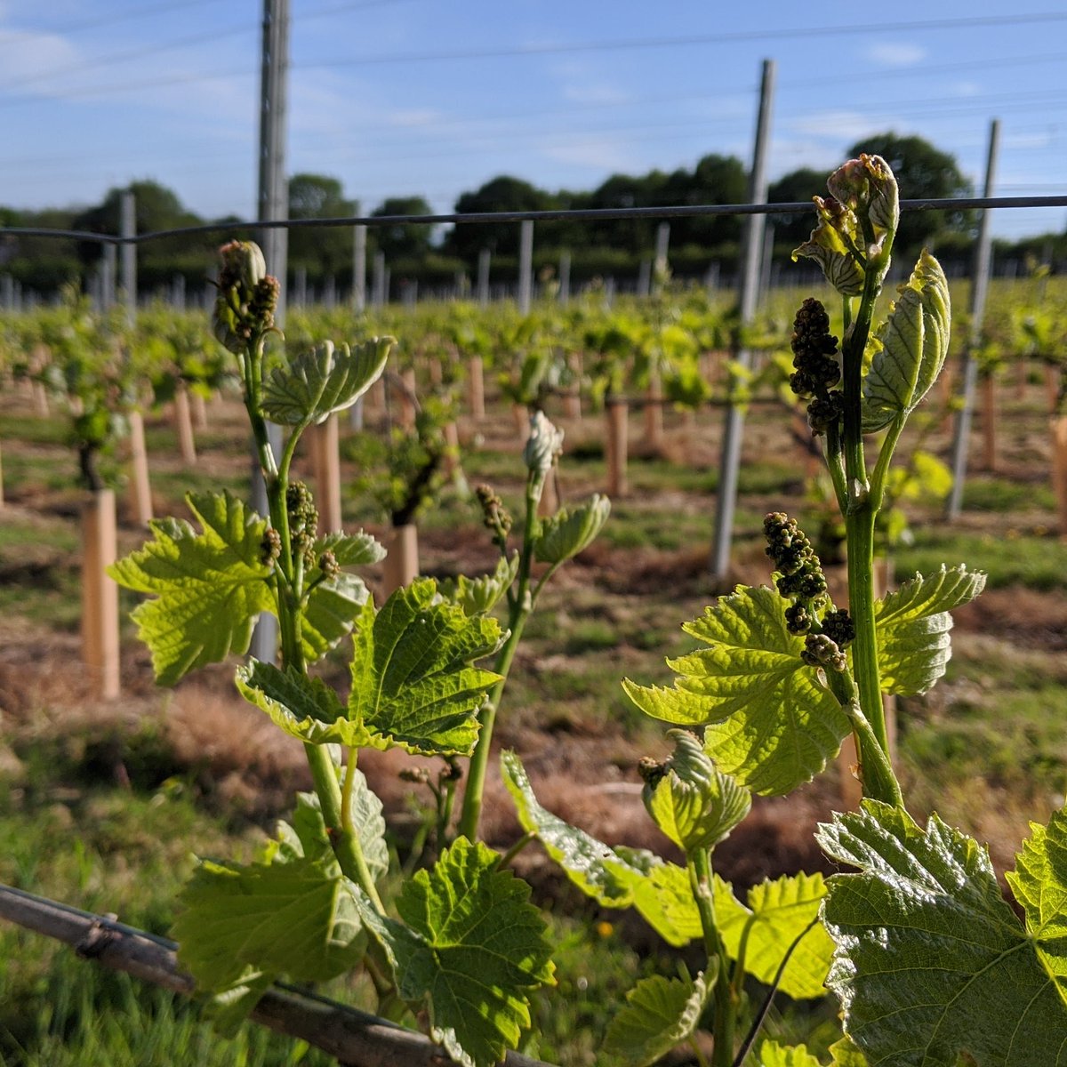 Charging on! So far so good 👌 #englishsparkling #grapevine #cool