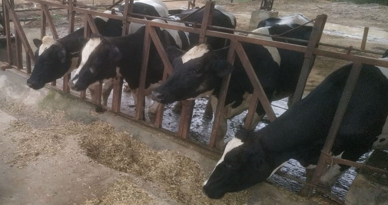 पशु आहार के दामों में बड़ी कटौती, दुग्ध उत्पादकों को होगा फायदा 
dairytoday.in/reduction-in-a…
#Dairy #Milk #AnimalFeed #Livestock #Kisan #DairyFarmer #DairytodayIN #DairyFarming #Ghee #PashuAhar #पशुआहारा #किसान #खेती_किसानी