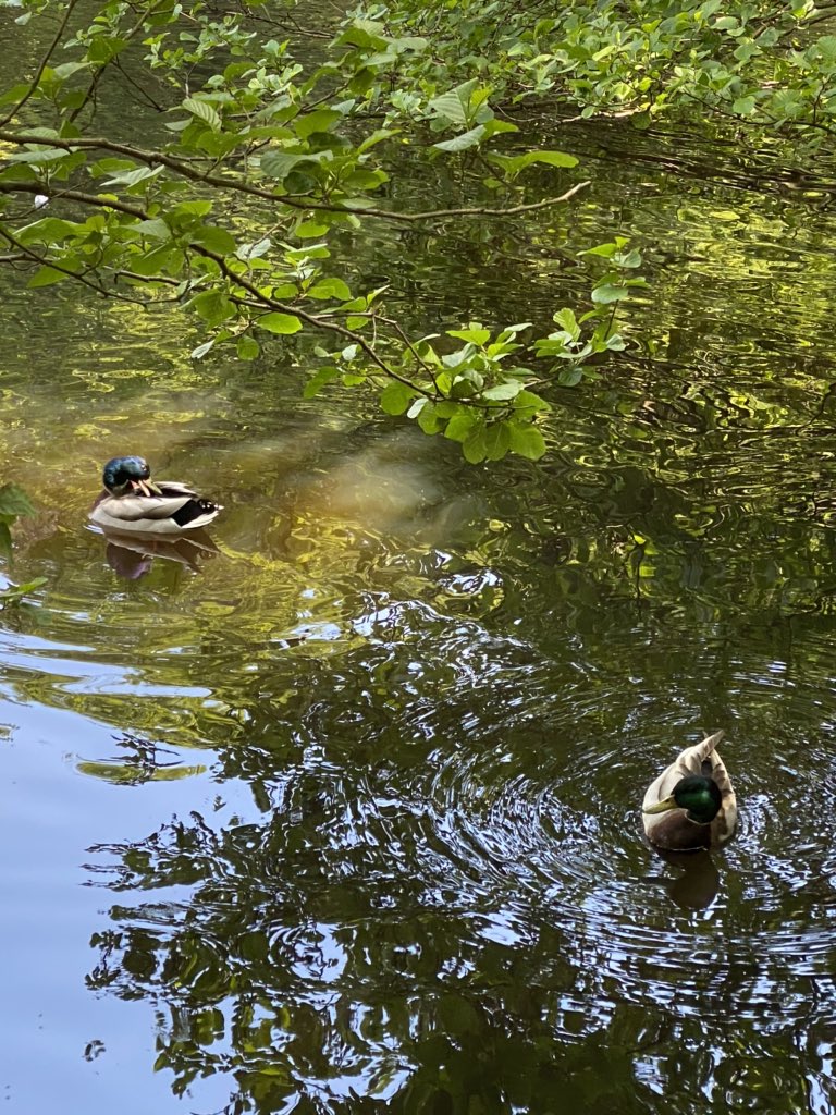 RunFindlayRun's tweet photo. Even the #ducks we’re in #sociallydistancedtraining mode this morning. That said I did see group of #Wombles mucking about together #WimbledonCommon Things you see on #EarlyMorningRun https://t.co/1amuRo8OhU