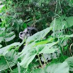 迷子犬です。飼い主さんが早く見つかりますように!