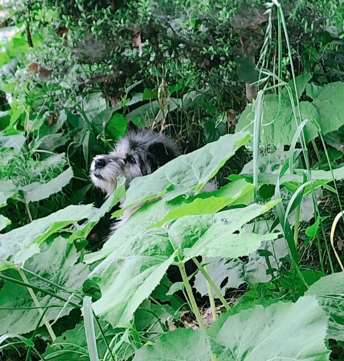 迷子犬です。飼い主さんが早く見つかりますように！