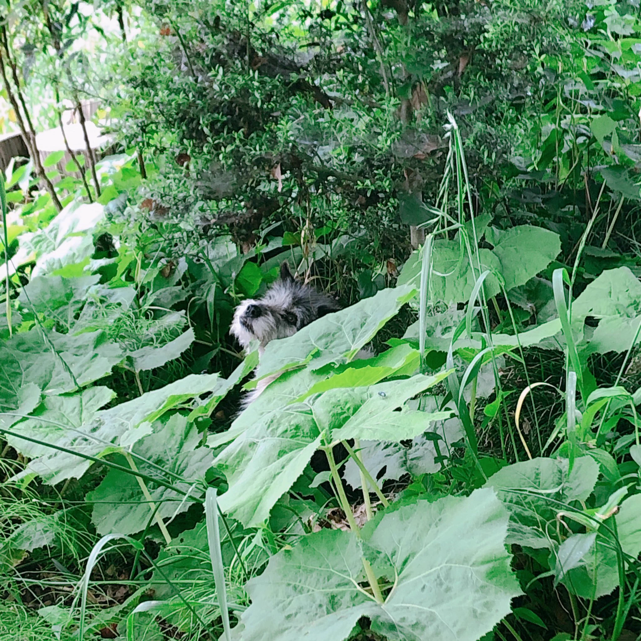 迷子犬です。飼い主さんが早く見つかりますように！