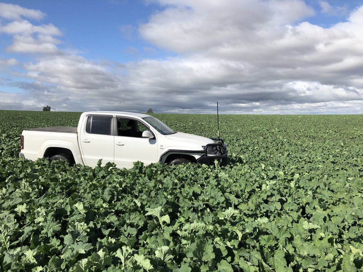 Lachy Herbert tweet media