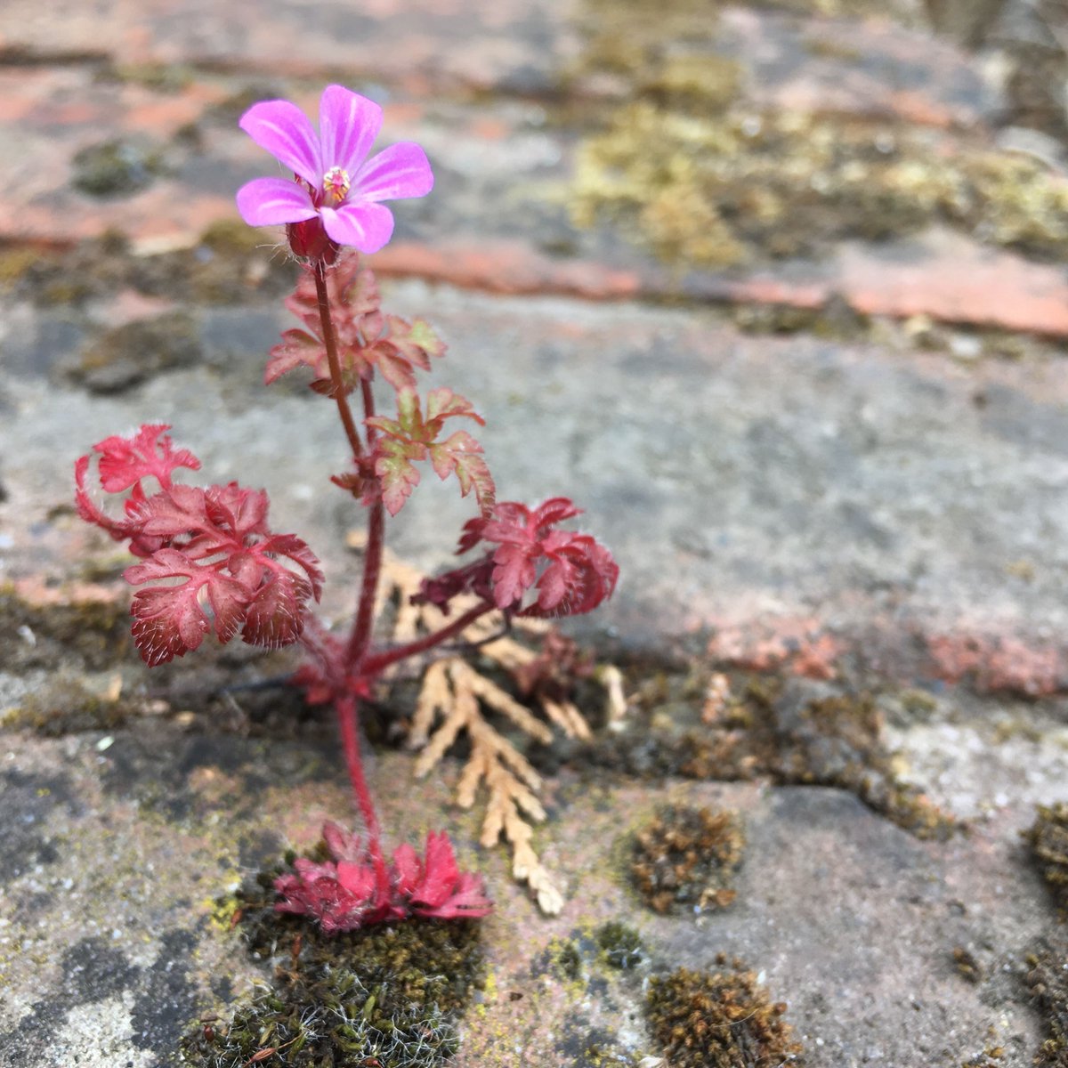 AnnePointNL's tweet photo. London stories by © ANNE• 2020

#blossom #nature #flower #breakingthrough #spring #grow #pink #brick #brickwall #springpower #bloom #naturevsmanmade #macro #garden #city #stayhome #getwellsoon #London https://t.co/Ru7CPsyoqW