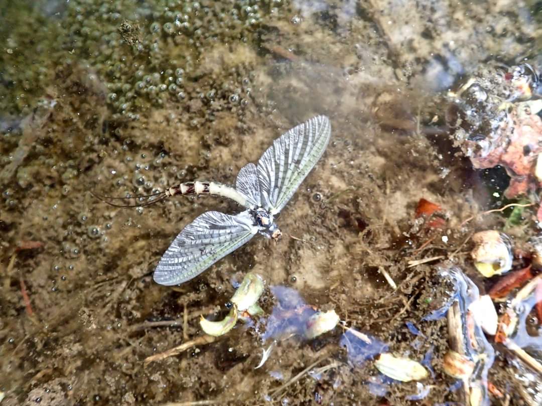 Pickering Fishery Association tweet media