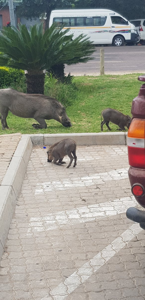 ShireenCa's tweet photo. @WildEarth This was taking in hoedpsruit a couple of months ago when we visited SA😍 https://t.co/CoM3rtGVCY