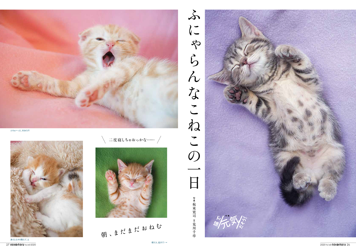 猫びより En Twitter ネコまる夏秋号 特集 猫で元気だそう キャトグラファー板東寛司さん Furonekostudio の ふにゃらんなこねこの一日 は犯罪級のかわいさ 板東さんは先月放送の マツコの 知らない世界 に出演されていましたね 本日発売