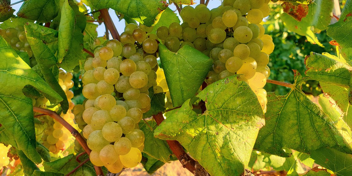 To all the Chardonnay lovers, happy International Chardonnay Day!