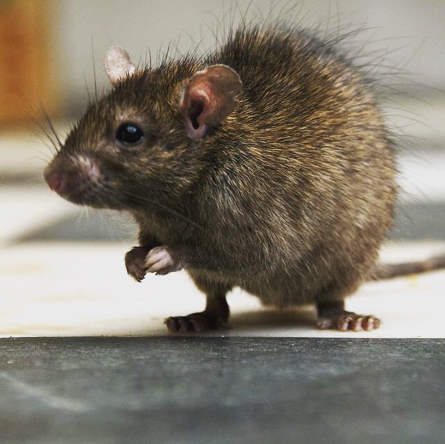 PestControl_ES's tweet image. Pests are taking advantage of businesses being closed due to lockdown - don’t allow your premises to be vulnerable. If you need to protect your business premises against pests, call us today.thescottishfarmer.co.uk/news/18407845.…
#pestcontrol #pestmanagement  #environmentalhealth #lockdown2020